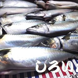 大サバ、爆釣モード突入か?