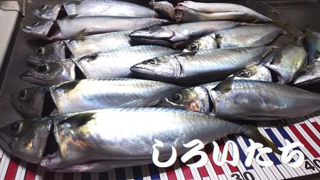 大サバ、爆釣モード突入か？