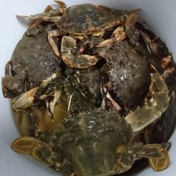 【若松】カニ調査