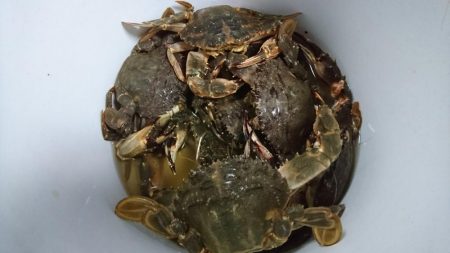 【若松】カニ調査