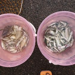 小浜港でサビキ＆キス釣り