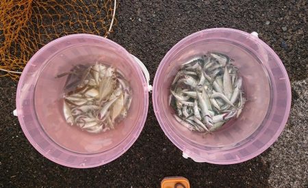 小浜港でサビキ＆キス釣り