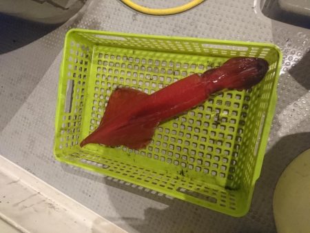 イカメタル深夜便