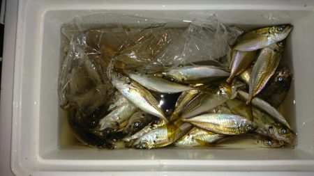 豆アジ サビキ釣り