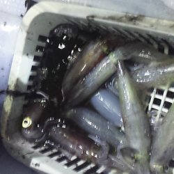 やっとキタ~ 山陰名物白イカ