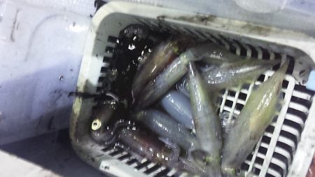 やっとキタ～　山陰名物白イカ