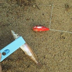 ショートバイト多発