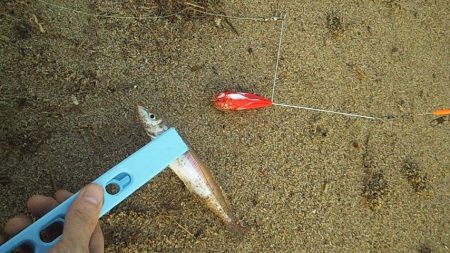 ショートバイト多発