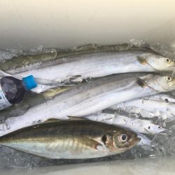 志布志沖堤防太刀魚