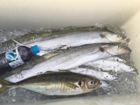 志布志沖堤防太刀魚