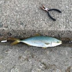 キャッチ&リリース