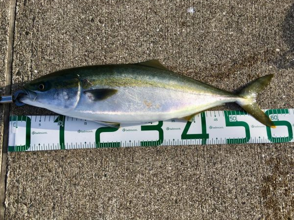 ナイスフィッシュ！