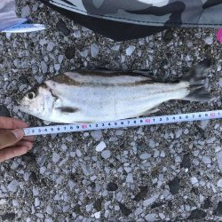 鹿児島市平川ヨットハーバーテトラポットにて