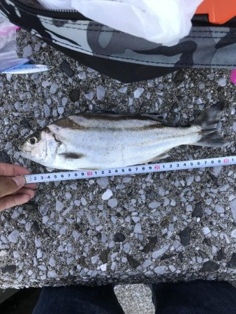 鹿児島市平川ヨットハーバーテトラポットにて