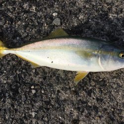 ツバスを求めて