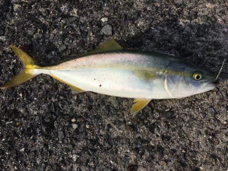 ツバスを求めて