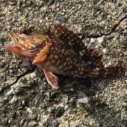 久々の平磯は。