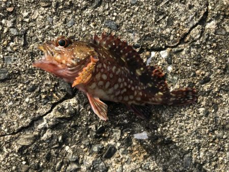 久々の平磯は。