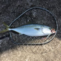 初の青物を目指して | 和歌山県 和歌山北港魚つり公園 ショアジギング エソ | 陸っぱり 釣り・魚釣り | 釣果情報サイト カンパリ