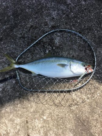 初の青物を目指して