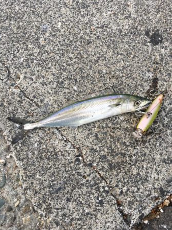 まさかのサゴシ(極小)