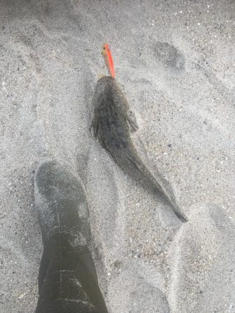 相馬 サーフ マゴチ