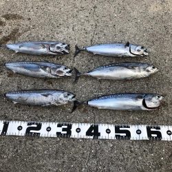 丸ソーダカツオ