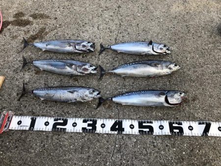 丸ソーダカツオ