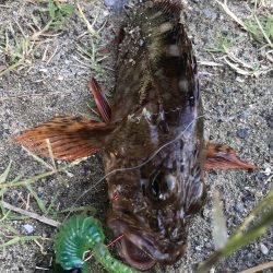 やっとこさ、2018年初fish