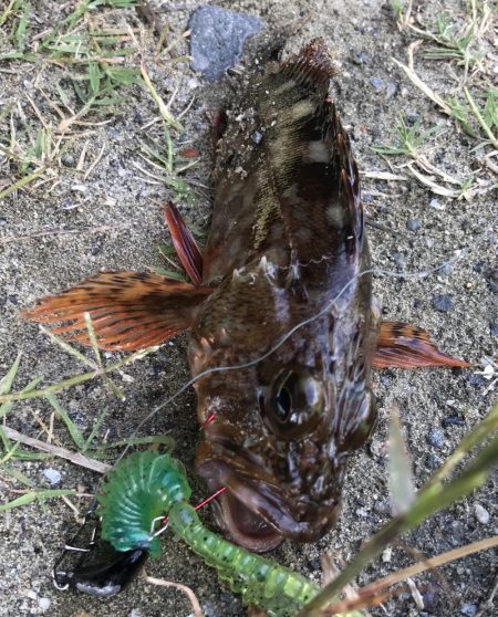 やっとこさ、2018年初fish