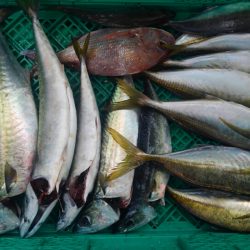 泉州丸さんで五目