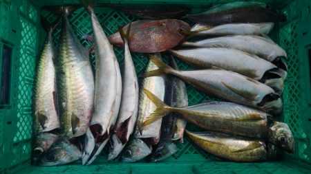 泉州丸さんで五目