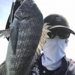 良型チヌ久々フカセで