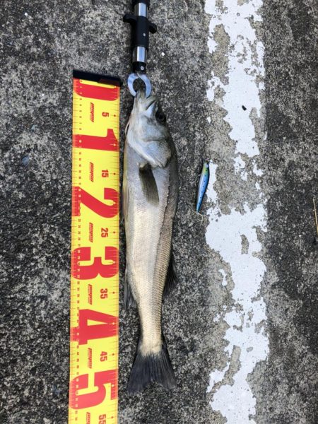 お久しぶりです