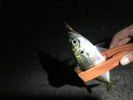 フロートアジング&持ち主探してます…