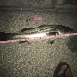 空き缶釣れた後のナイスフィッシュ