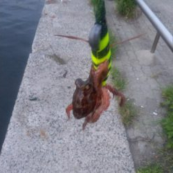 早朝タコパトロール