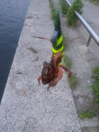 早朝タコパトロール