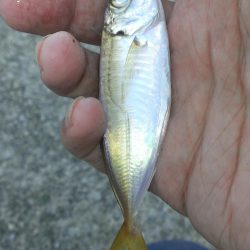 小あじの季節ですね