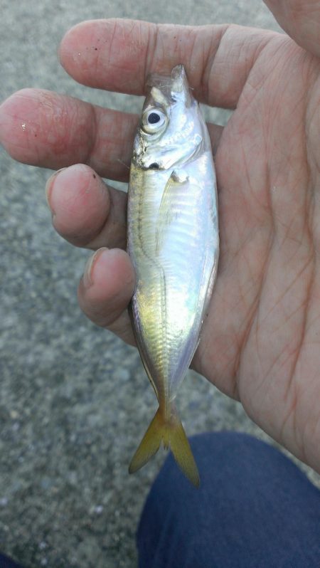 小あじの季節ですね