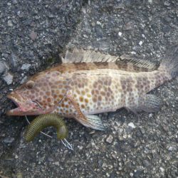 オオモンハタ遠征