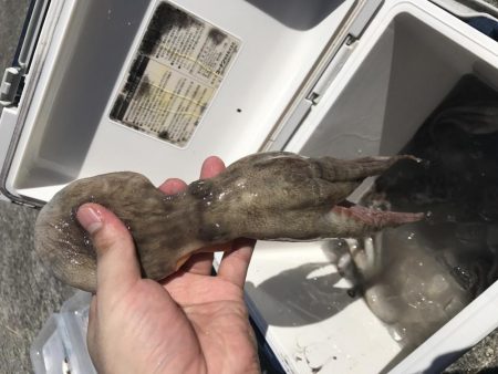 タコ タコ タコ