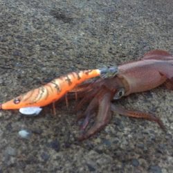 新鮮なイカが食べたい!!