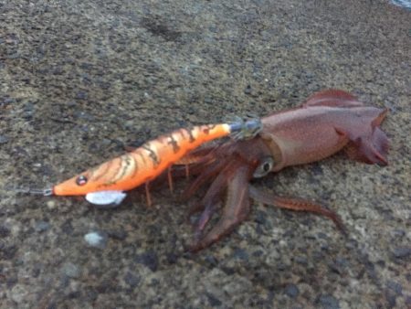 新鮮なイカが食べたい！！