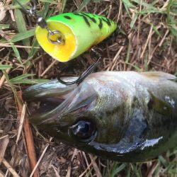 久しぶりのトップ