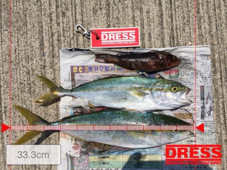 今期、初釣果‼️