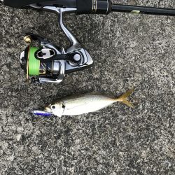 猛暑ときどきアジング