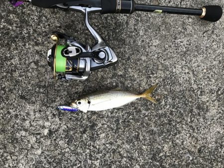 猛暑ときどきアジング