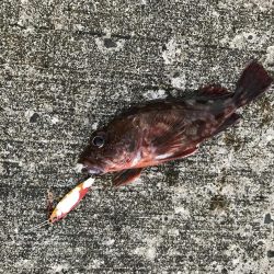 カマスとガッシー