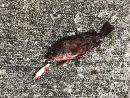 カマスとガッシー